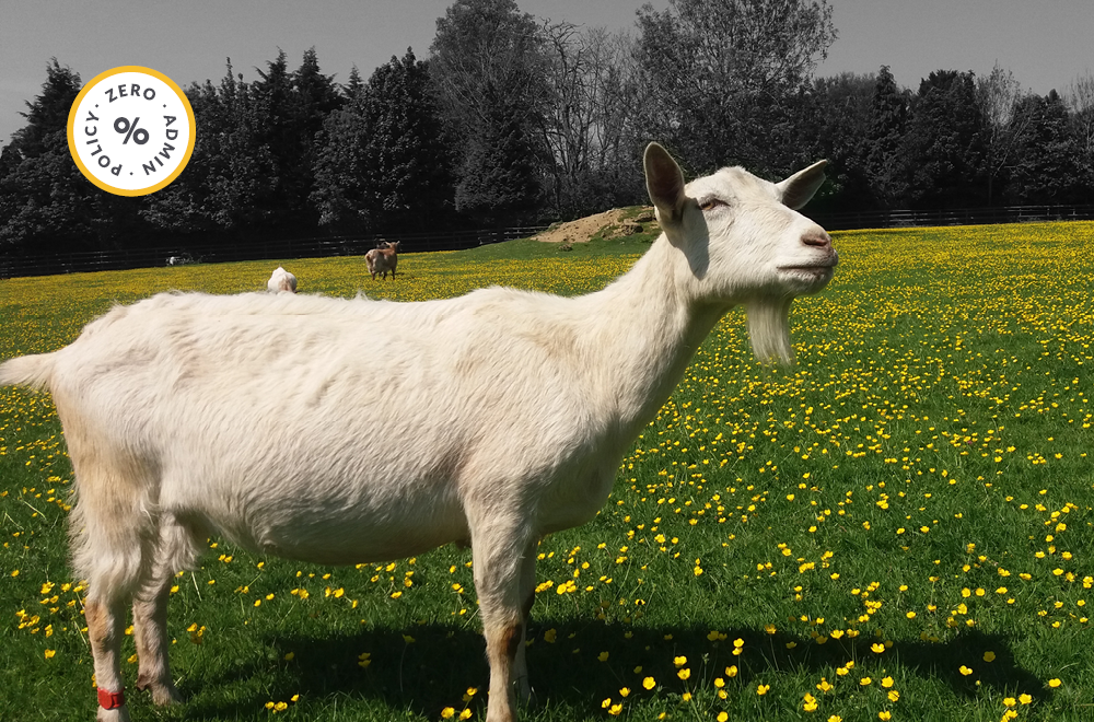 Qurbani